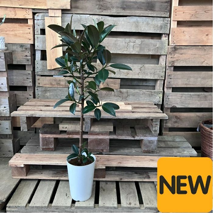 観葉植物現品販売