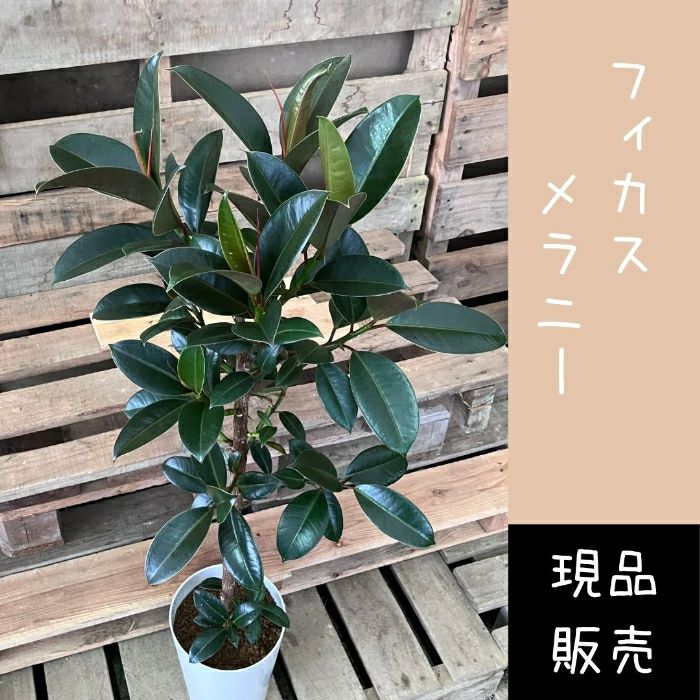 観葉植物現品販売
