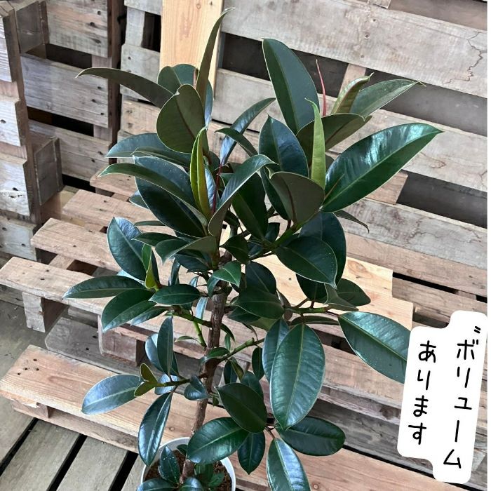 観葉植物現品販売