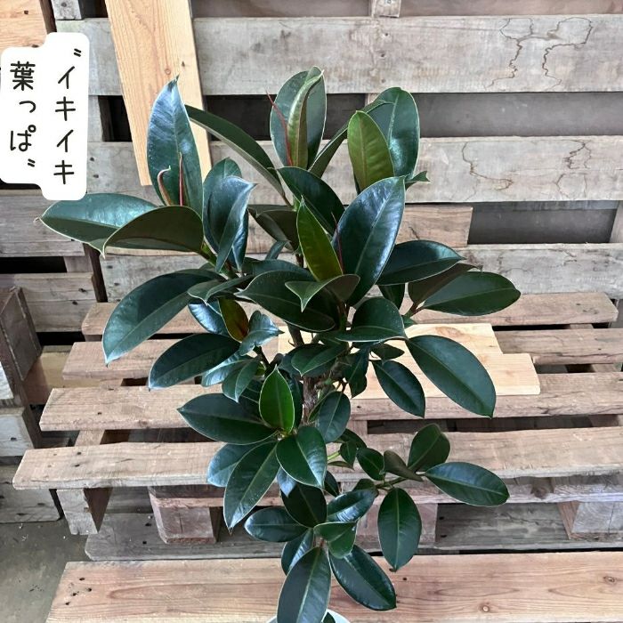 観葉植物現品販売