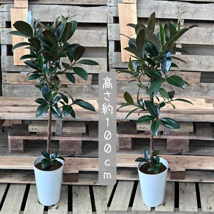 観葉植物現品販売
