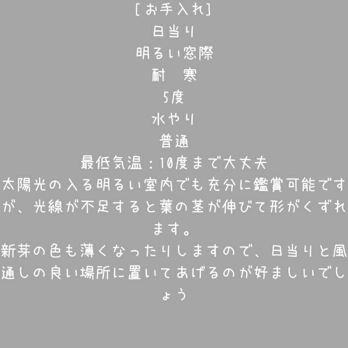 観葉植物現品販売