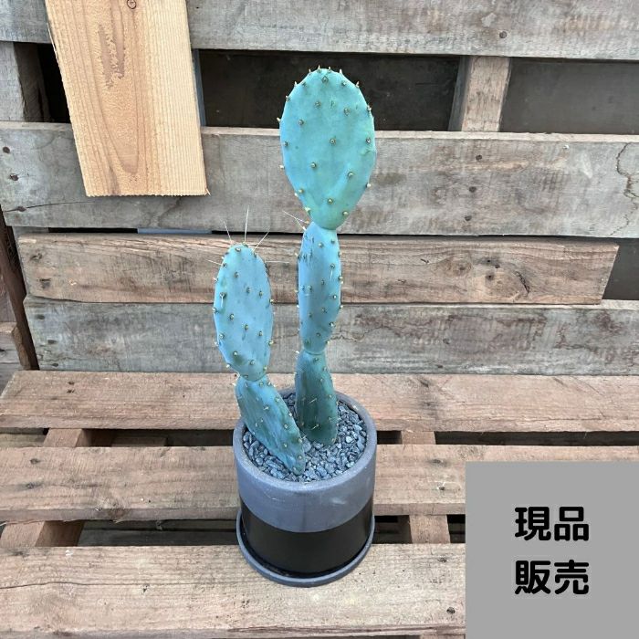 観葉植物現品販売