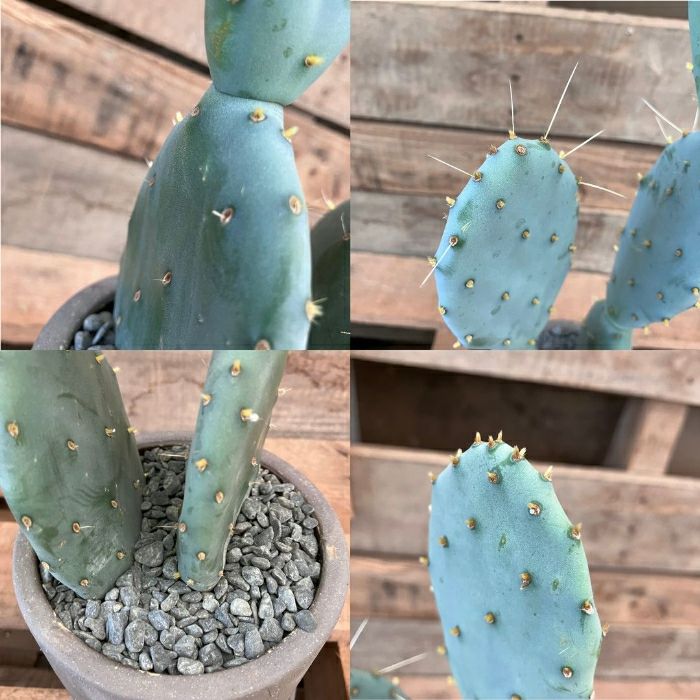 観葉植物現品販売