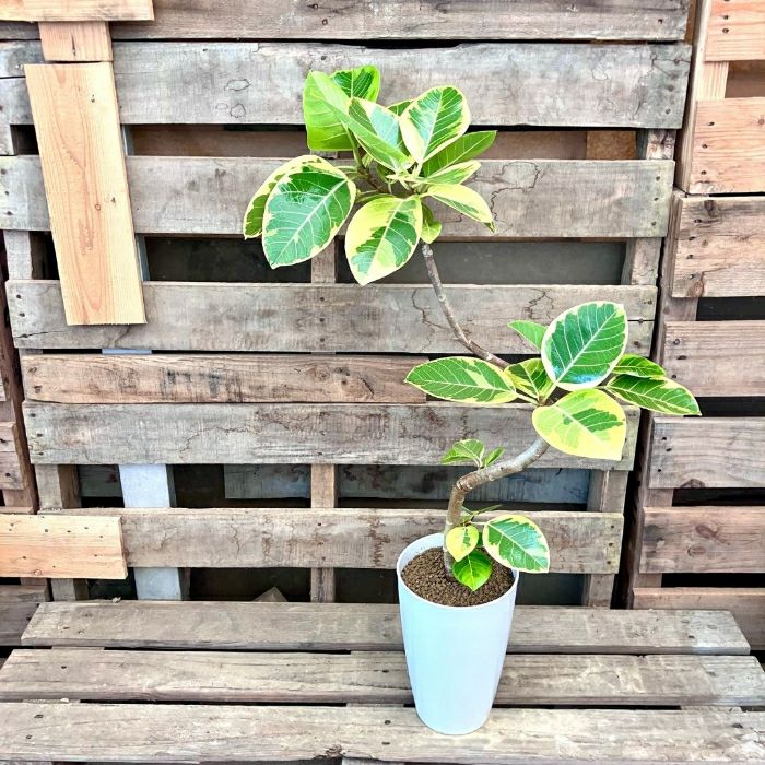 観葉植物現品販売