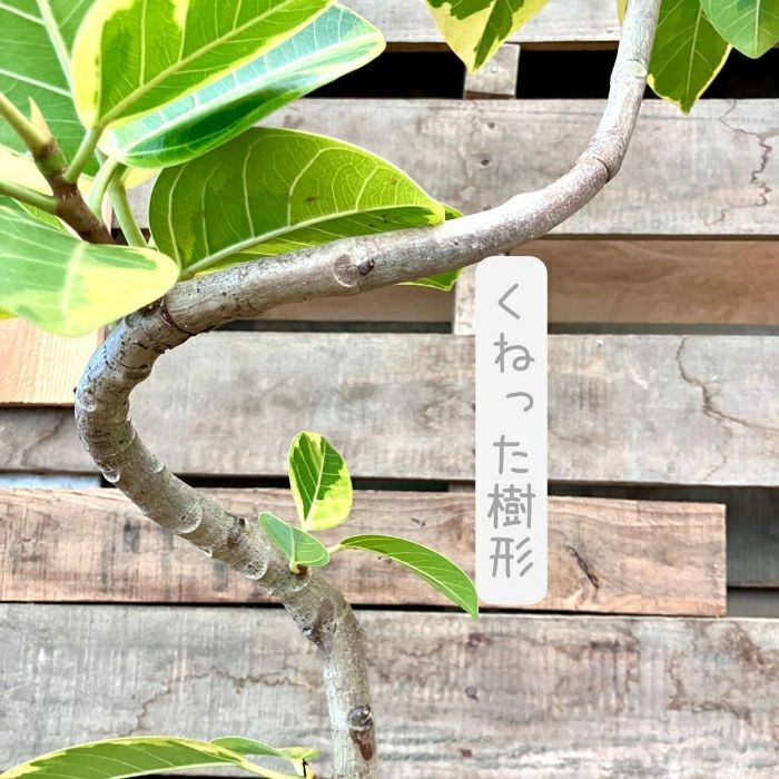 観葉植物現品販売