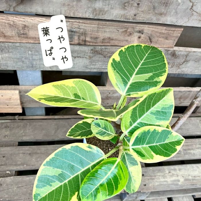 観葉植物現品販売