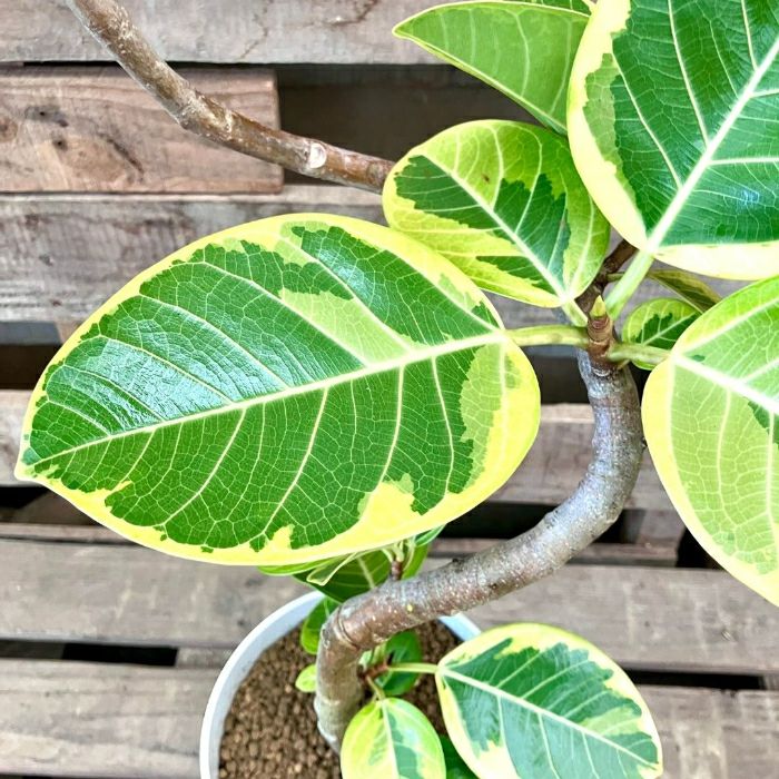 観葉植物現品販売