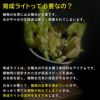 観葉植物 6号 育成ライト 2点セット 鉢カバー付き モンステラ サンスベリア 幸福の木 ガジュマル おしゃれ インテリア