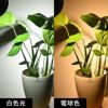 観葉植物 6号 育成ライト 2点セット 鉢カバー付き モンステラ サンスベリア 幸福の木 ガジュマル おしゃれ インテリア