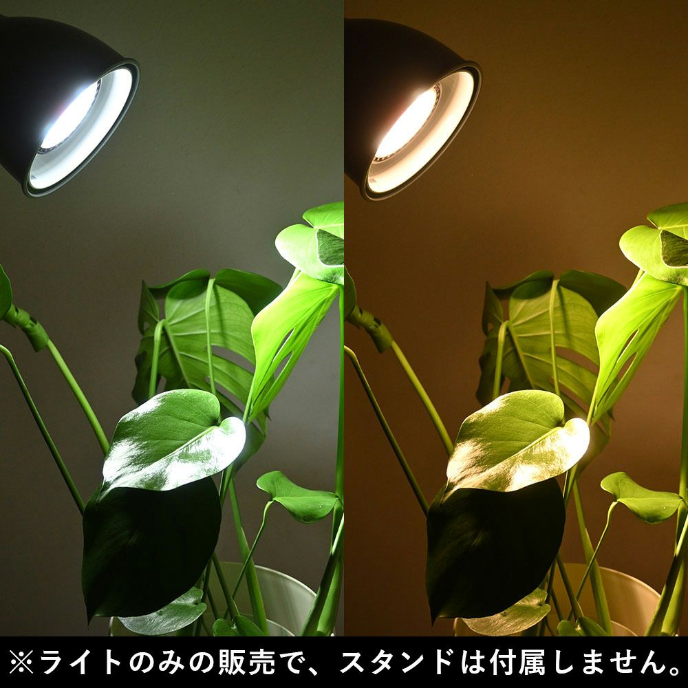 観葉植物 6号 育成ライト 2点セット 鉢カバー付き モンステラ サンスベリア 幸福の木 ガジュマル おしゃれ インテリア