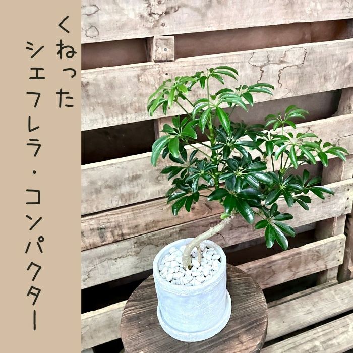 観葉植物現品販売