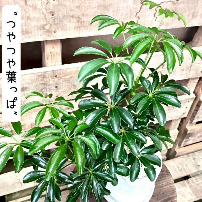 観葉植物現品販売