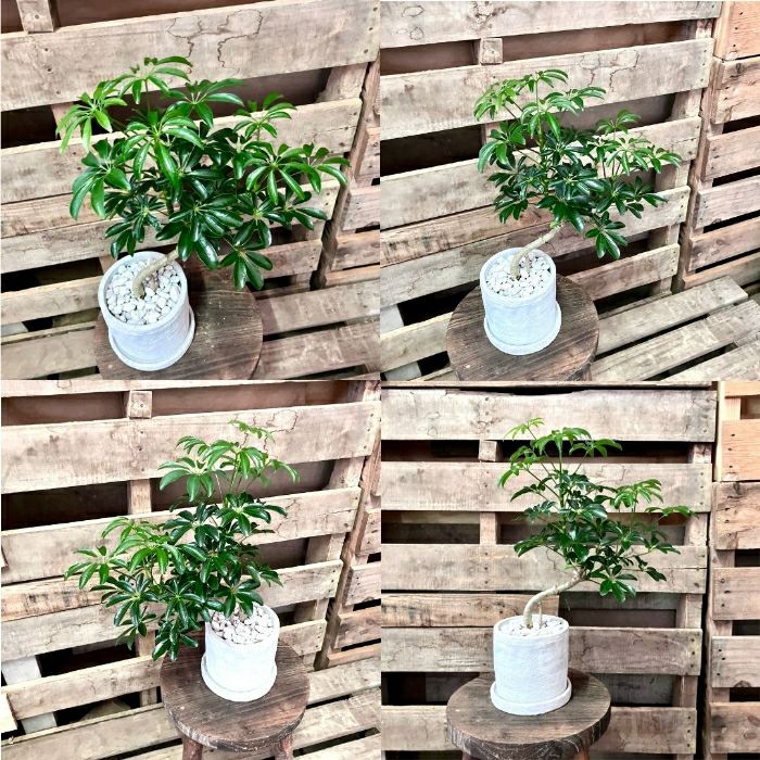 観葉植物現品販売