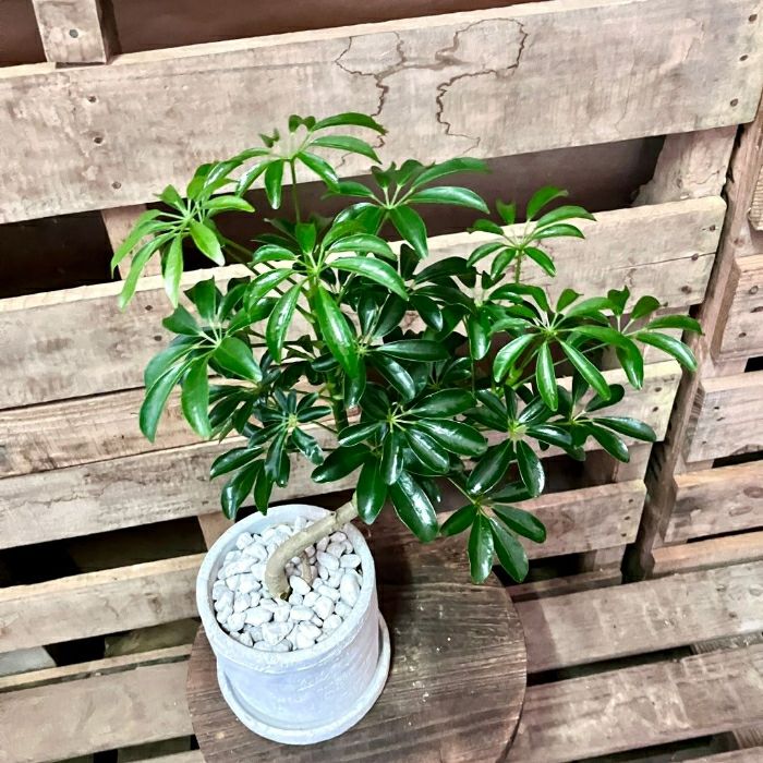 観葉植物現品販売