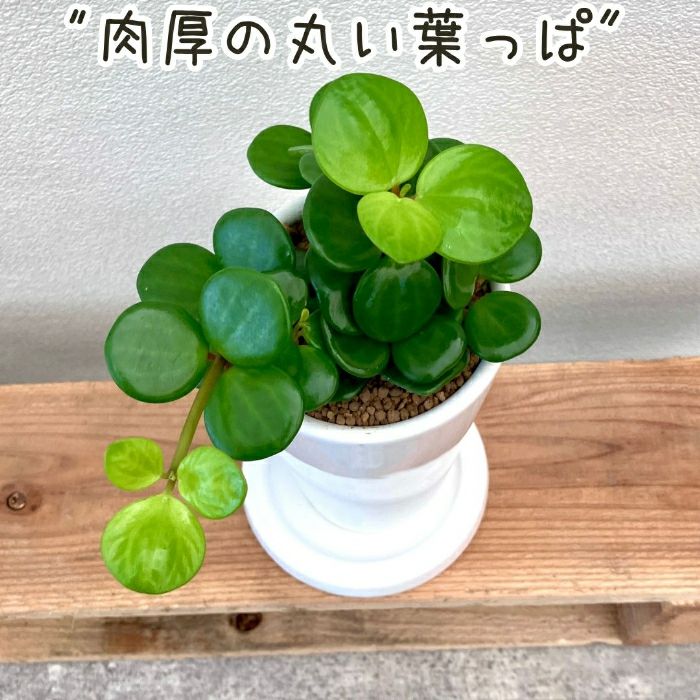 観葉植物現品販売