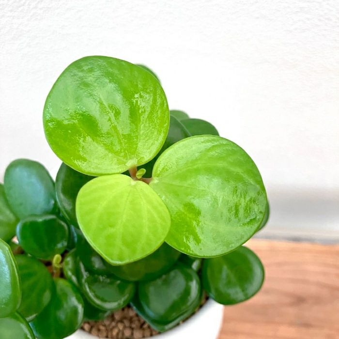 観葉植物現品販売