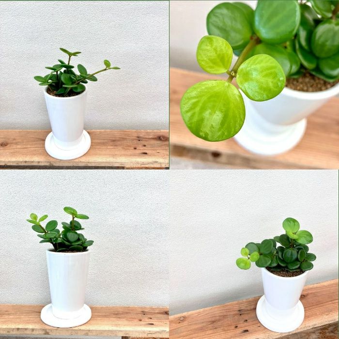 観葉植物現品販売