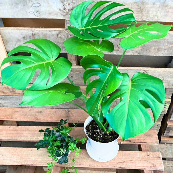 観葉植物現品販売