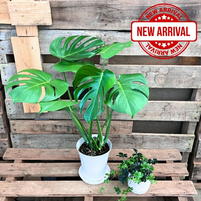 観葉植物現品販売