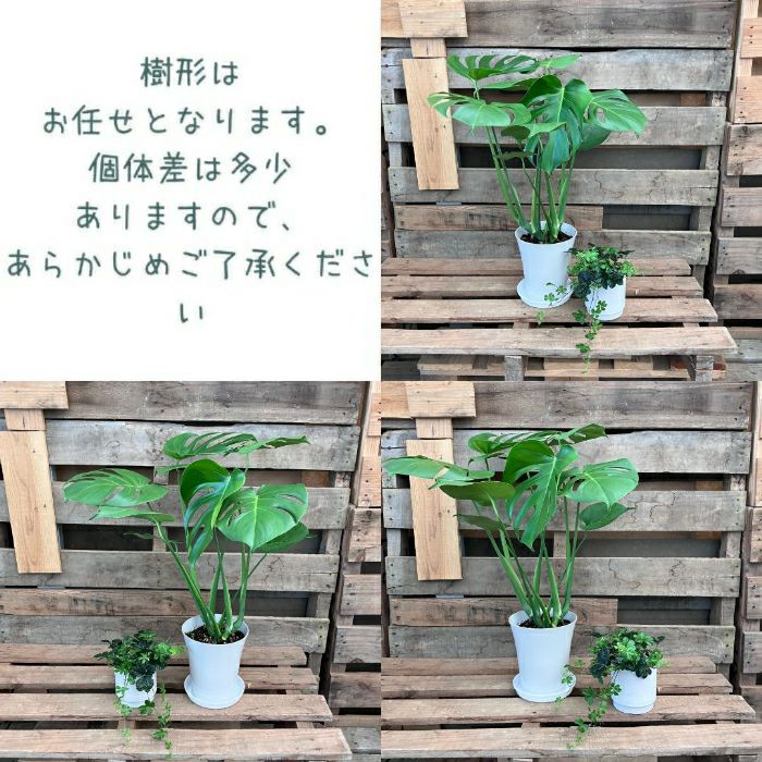 観葉植物現品販売