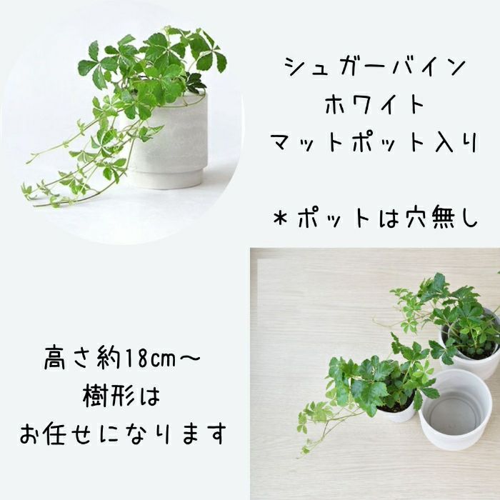 観葉植物現品販売