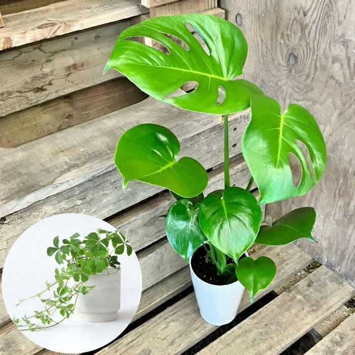 観葉植物現品販売