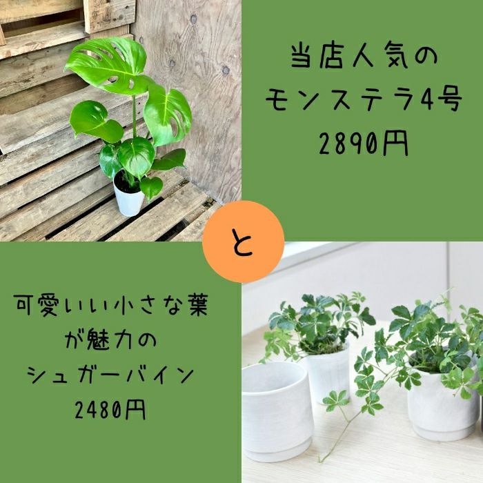 観葉植物現品販売