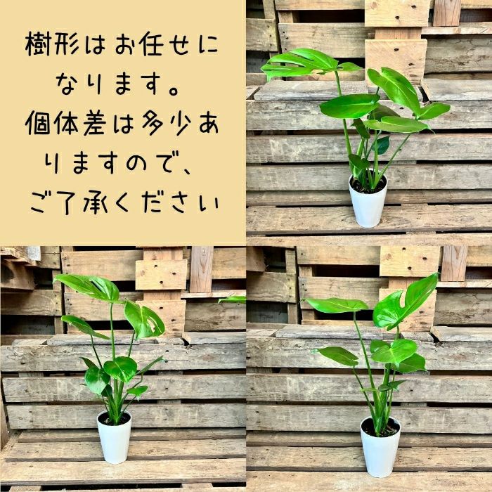 観葉植物現品販売