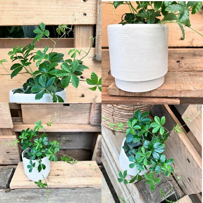 観葉植物現品販売