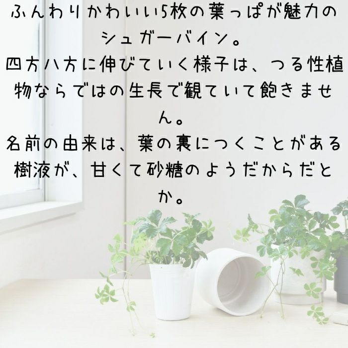 観葉植物現品販売