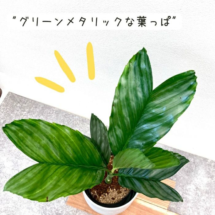 観葉植物現品販売
