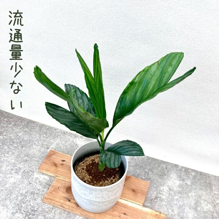 観葉植物現品販売