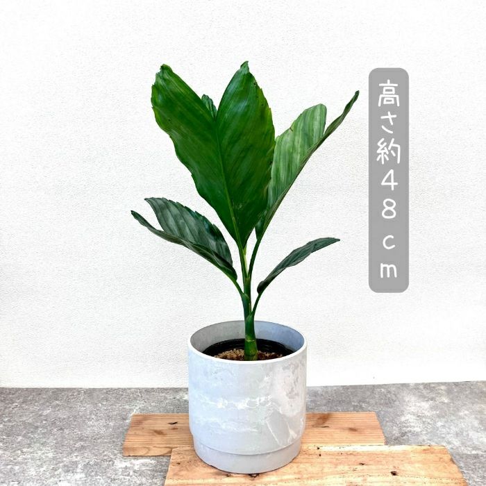 観葉植物現品販売