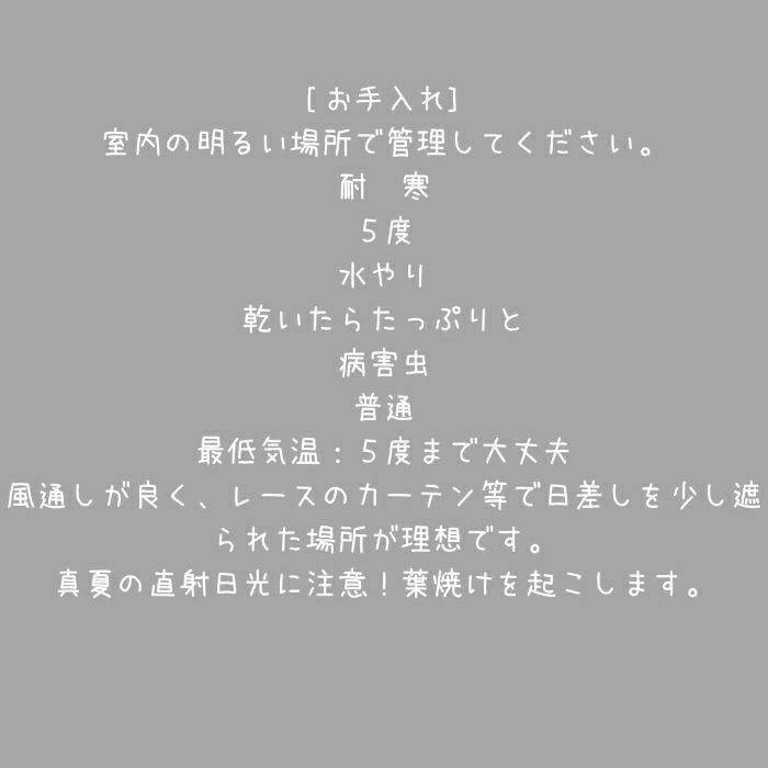 観葉植物現品販売