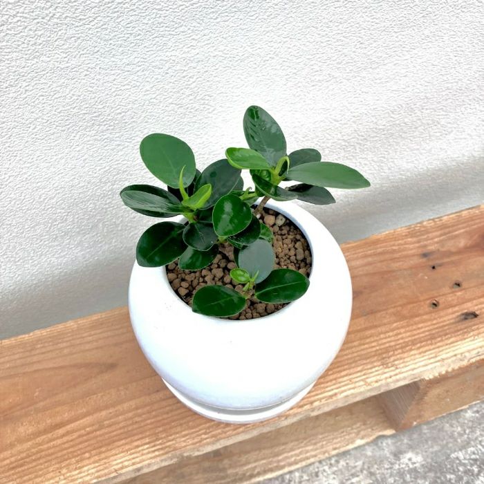 観葉植物現品販売