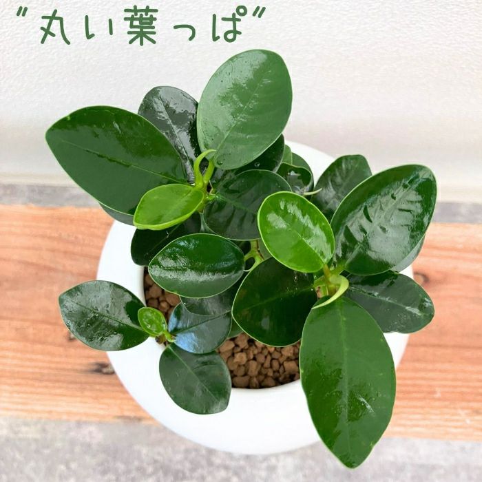 観葉植物現品販売