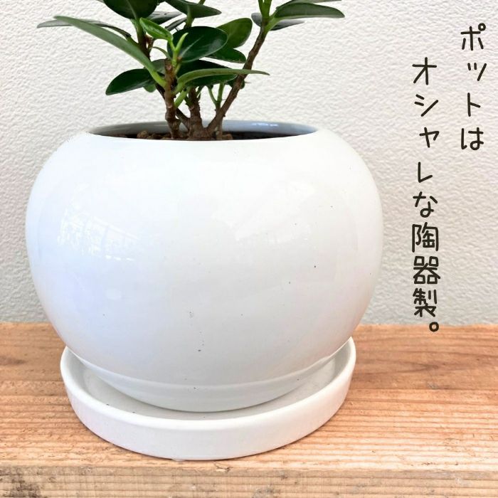 観葉植物現品販売