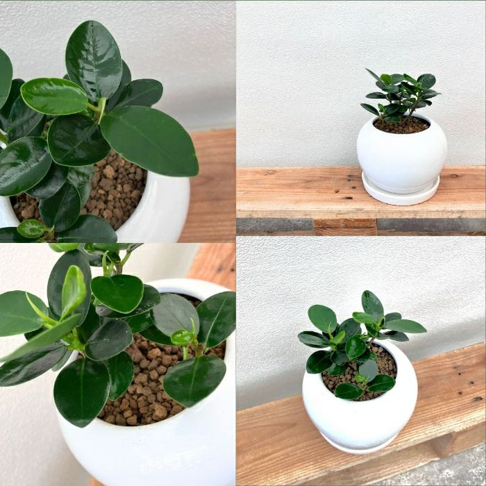 観葉植物現品販売