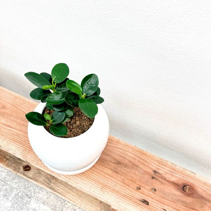 観葉植物現品販売