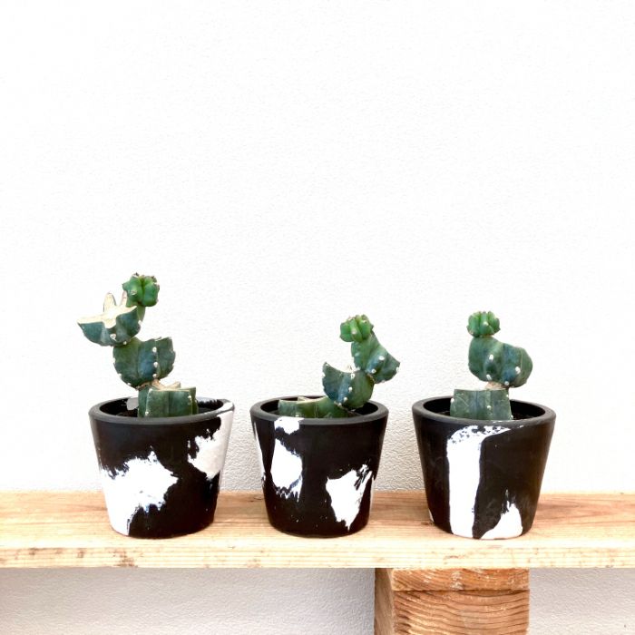 観葉植物現品販売