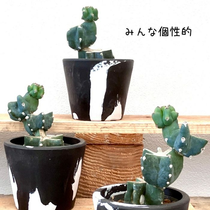 観葉植物現品販売