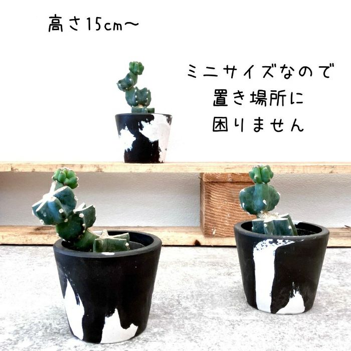 観葉植物現品販売