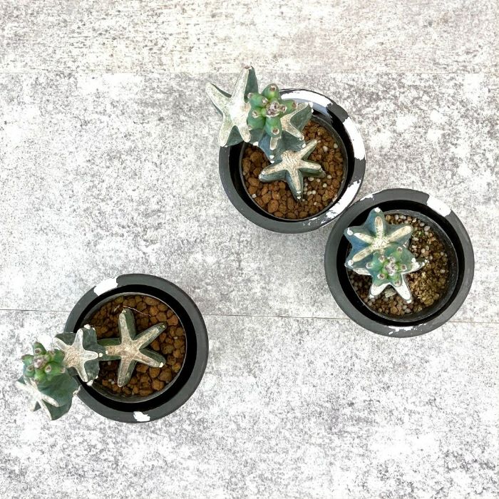 観葉植物現品販売