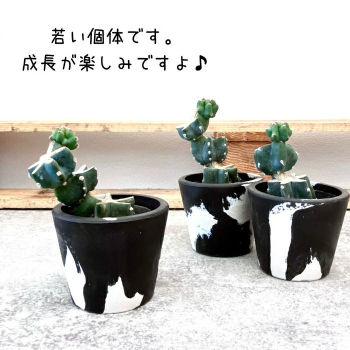 観葉植物現品販売