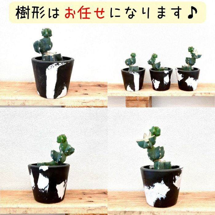 観葉植物現品販売