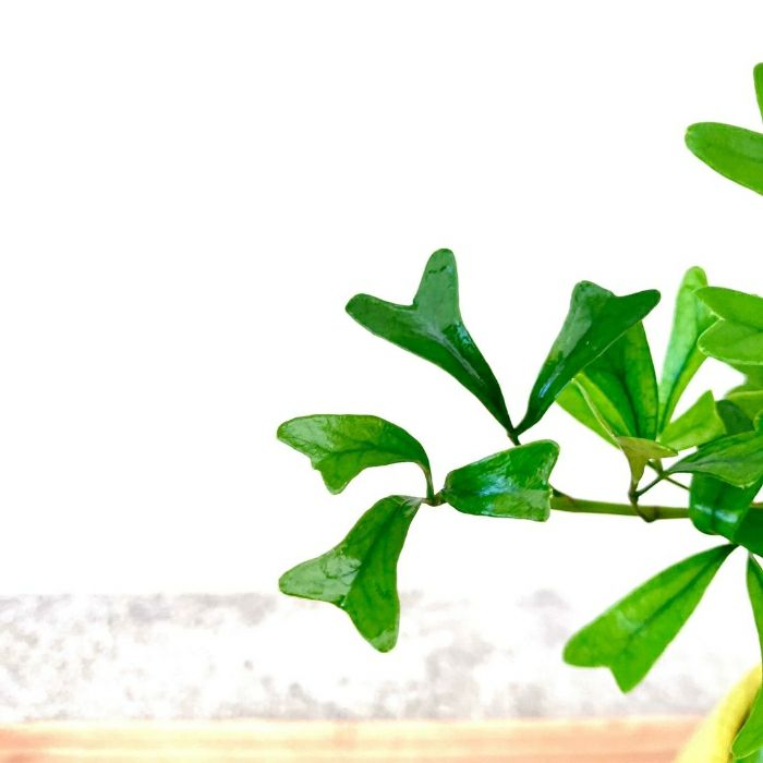 観葉植物現品販売