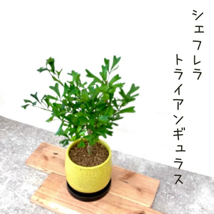 観葉植物現品販売