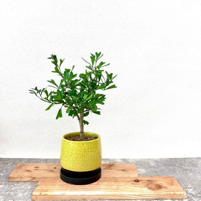 観葉植物現品販売