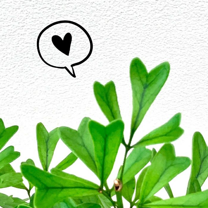 観葉植物現品販売